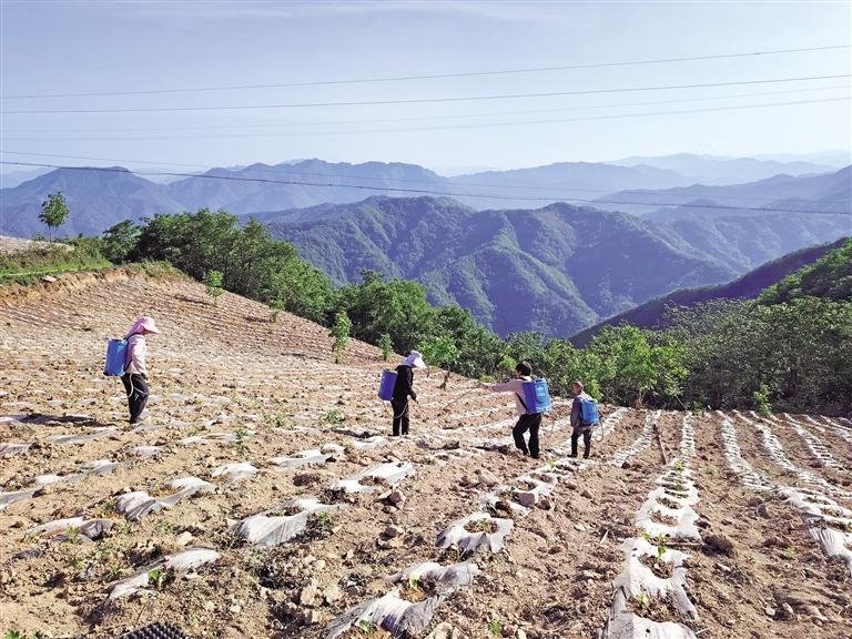 面对旱情，陕西优化水源配置，用好水利设施——让农作物喝上“及时水”